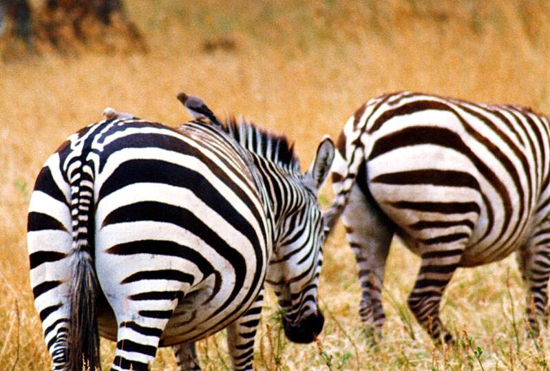 144ngorongorokraterzebras.jpg