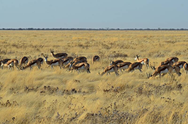 1498etoshanpspringbokkenjpg.jpg