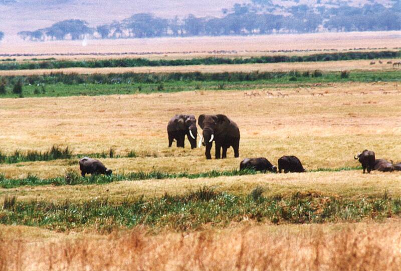 153ngorongorokraterolifantenenkaapsebuffels.jpg