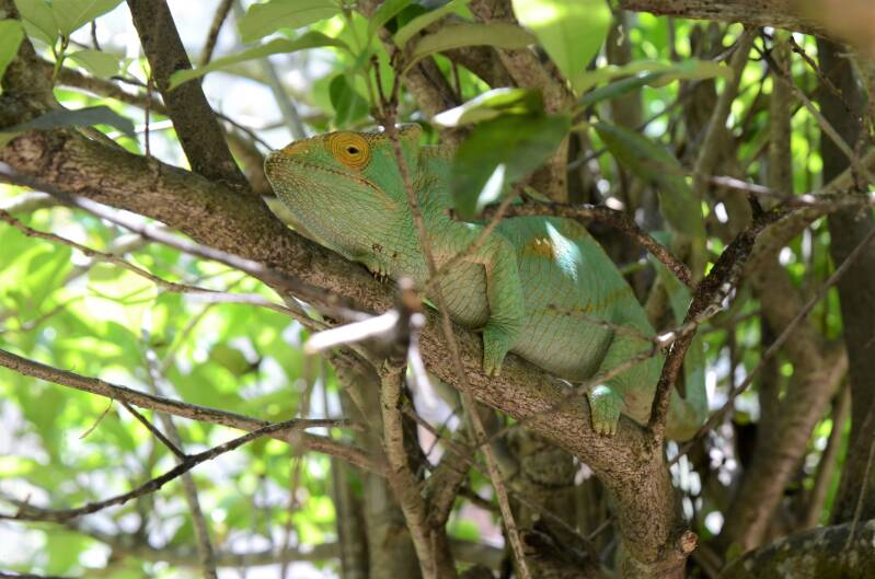 1541peyrierasreptilereserveparsonskameleonjpg-1.jpg