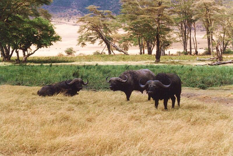 156ngorongorokraterkaapsebuffels.jpg