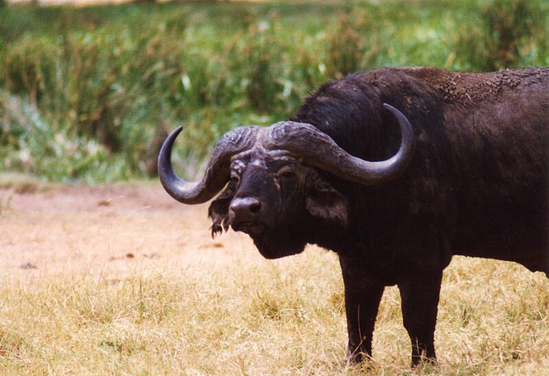 158ngorongorokraterkaapsebuffel.jpg