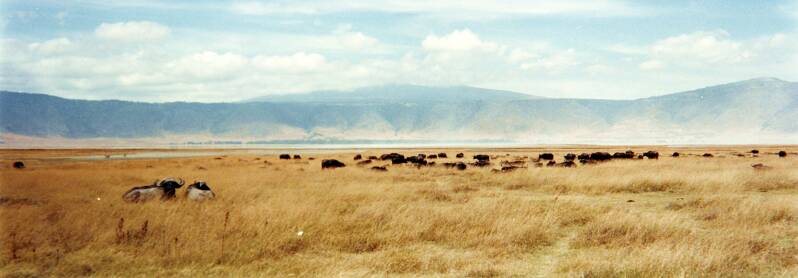 159ngorongorokraterkaapsebuffels.jpg