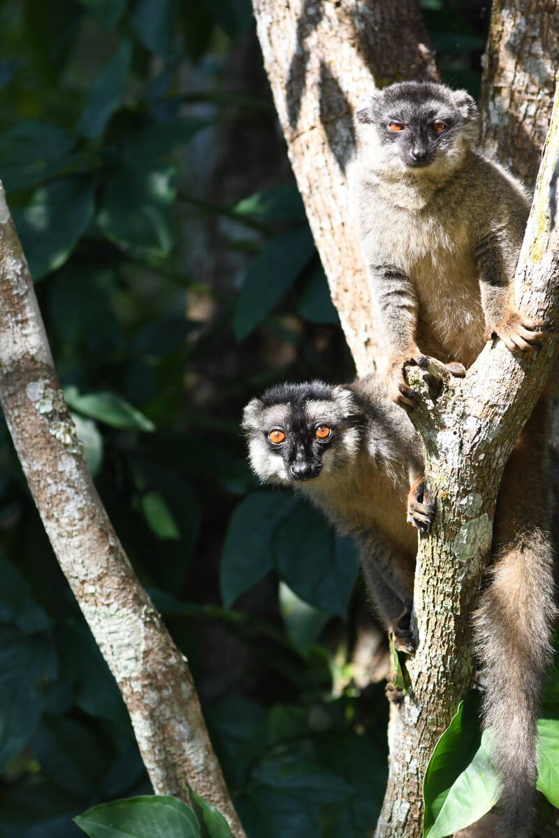 1609prinetnphotelfeonnyalabruinemakisbrownlemurjpg-1.jpg