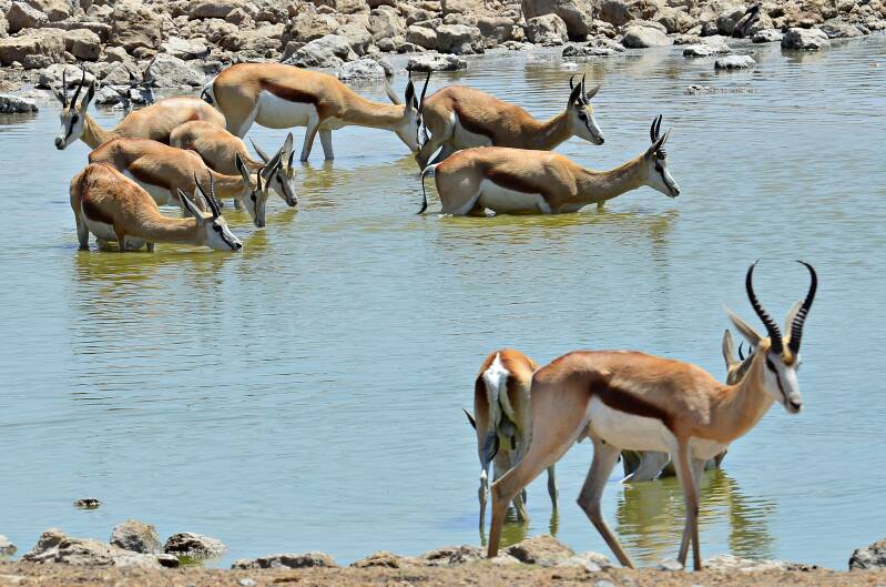 1613etoshanpwaterplaatsokaukuejospringbokkenjpg.jpg