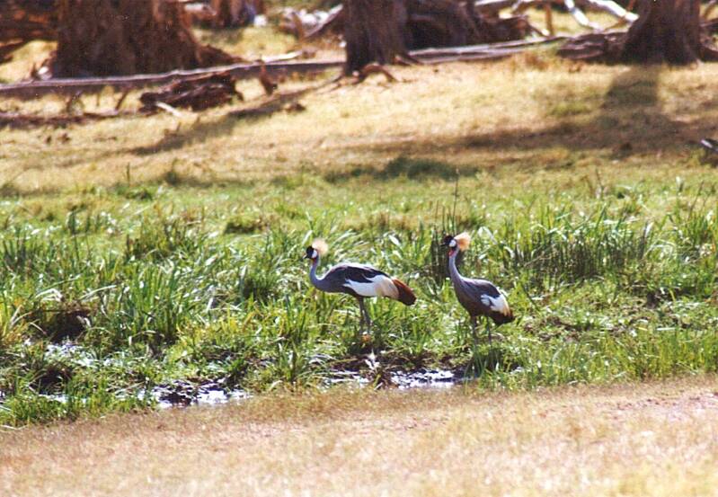 163ngorongorokraterkroonkraanvogels.jpg