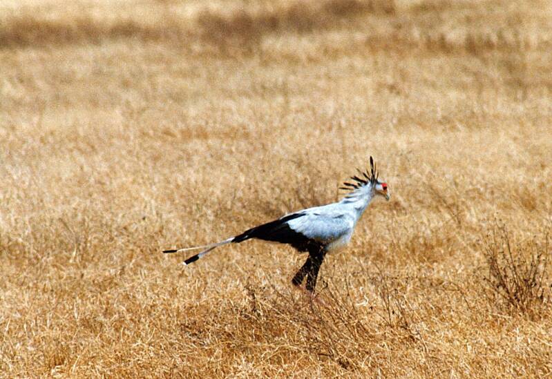 166ngorongorokratersecretarisvogel.jpg