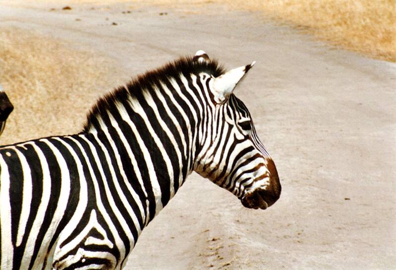 175ngorongorokraterzebra.jpg