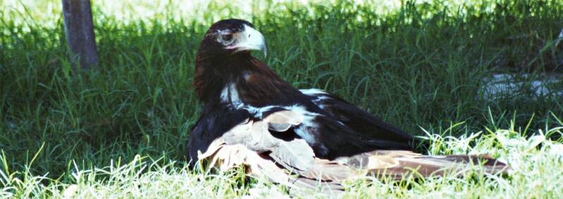 220wigstaartarend.jpg