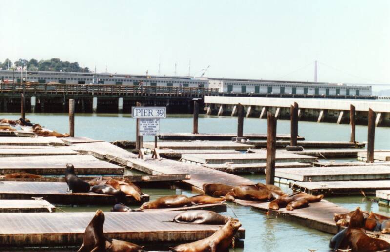 233sanfranciscofishermanswharf.jpg
