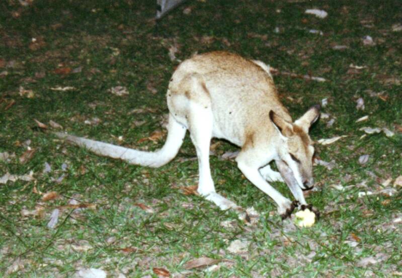 236kangoeroesopdecampinginkatherine.jpg