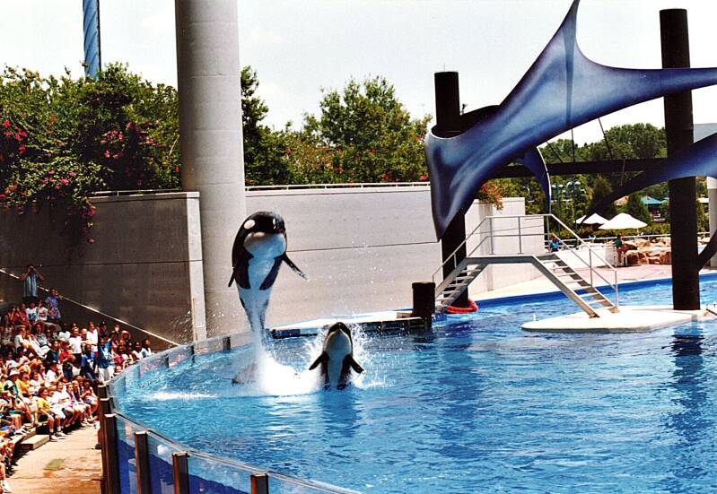 384seaworldorkashow-1.jpg