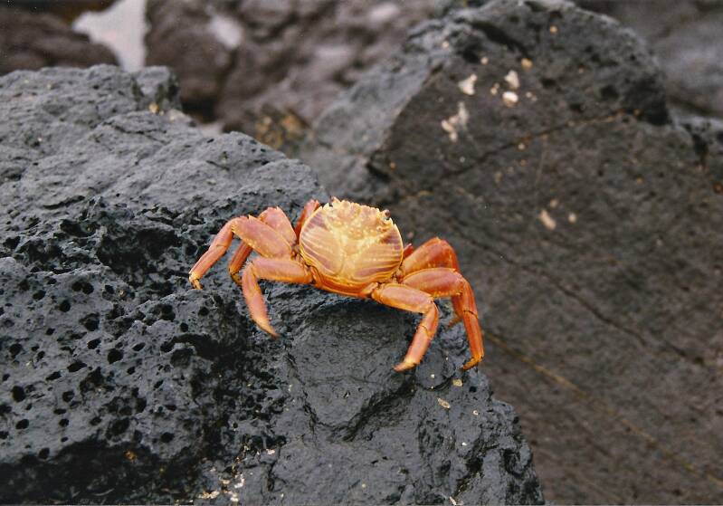 390galapagosespanolasallylightfootkrab.jpg