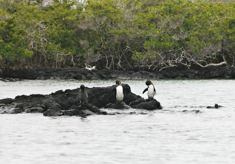 409galapagosfloreanagalapagospinguins.jpg