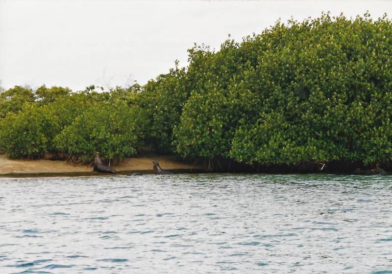 411galapagosfloreanarodemangrove.jpg