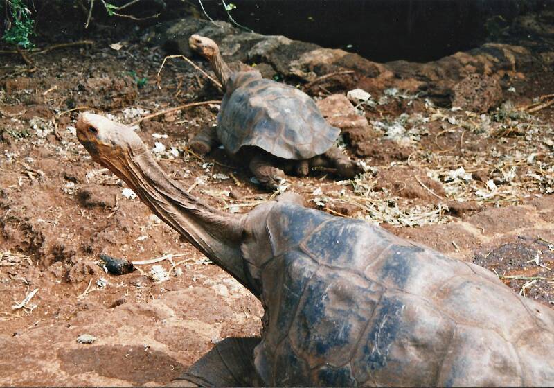 431galapagossantacruzcharlesdarwinresearchstationkoppelvanespanola.jpg
