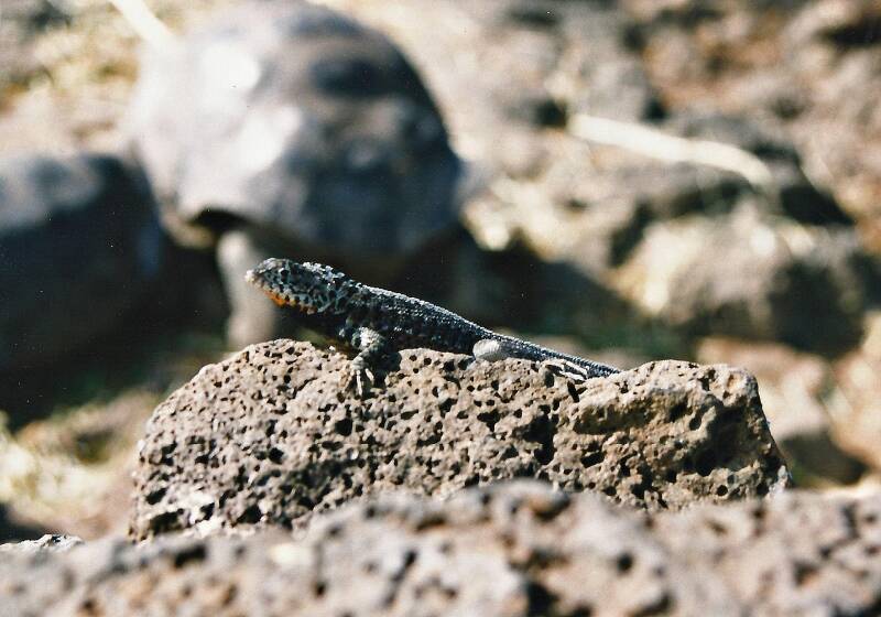 441galapagossantacruzlavahagedis.jpg