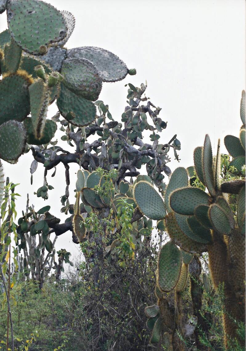 443galapagossantacruzopuntiacactussen.jpg