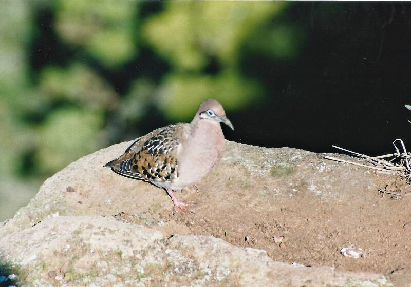 448galapagossantacruzgalapagosduif.jpg