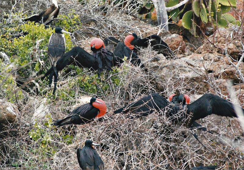 465galapagosnorthseymourfregatvogels.jpg