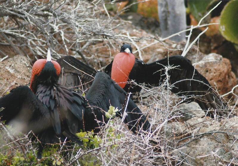 466galapagosnorthseymourfregatvogels.jpg