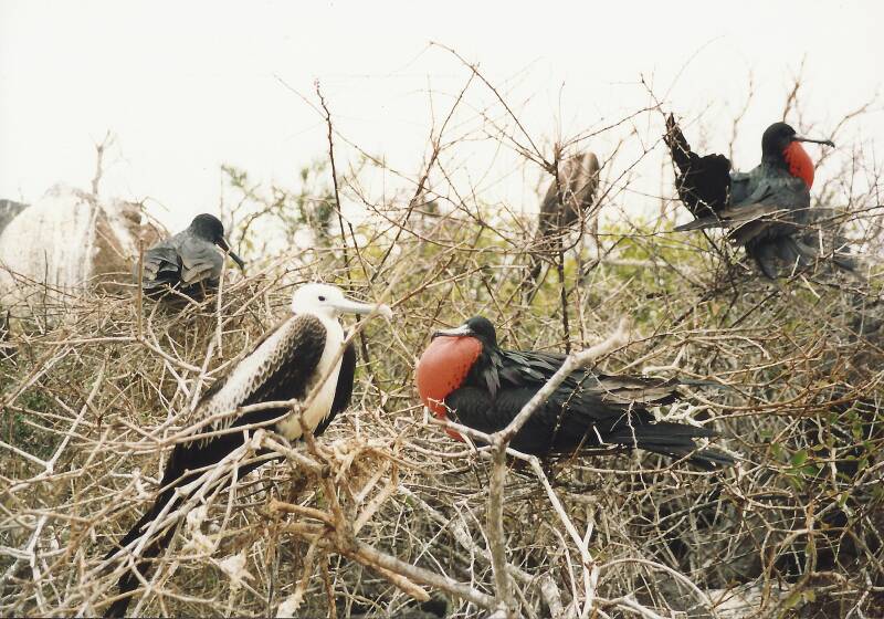 472galapagosnorthseymourfregatvogels.jpg