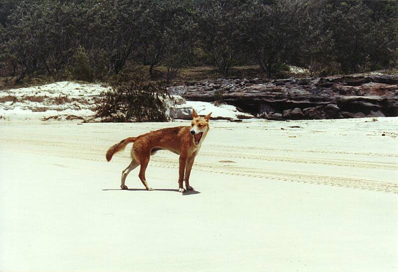 495fraserislanddingo.jpg