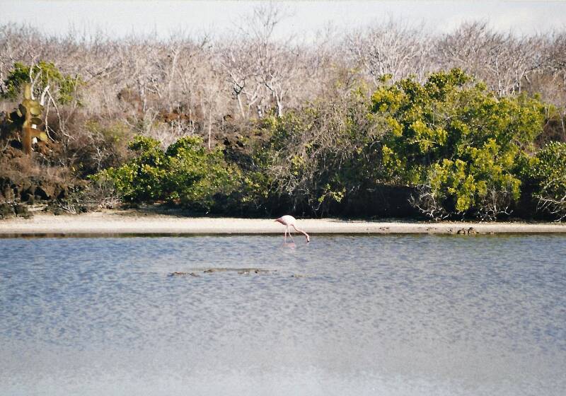 529galapagossantacruzbachasbaygroteflamingo.jpg
