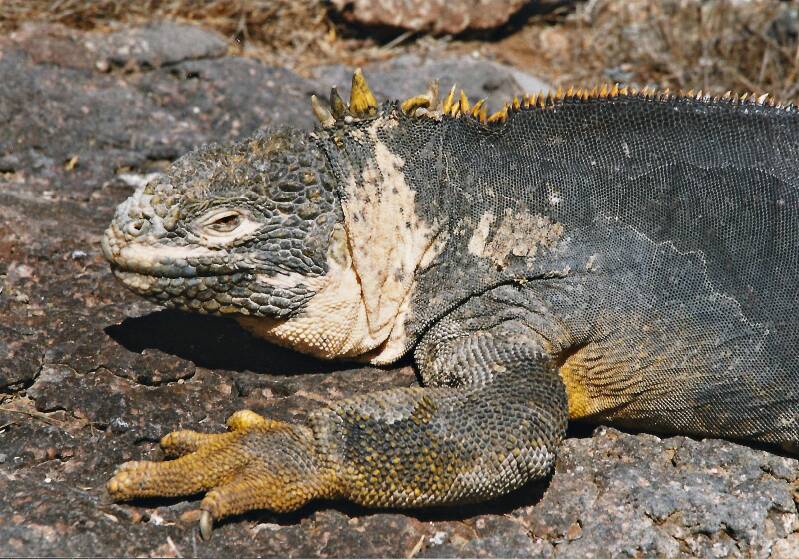 538galapagosplazaisletslandleguaan.jpg