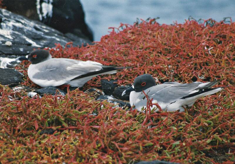 558galapagosplazaisletszwaluwstaartmeeuwen.jpg