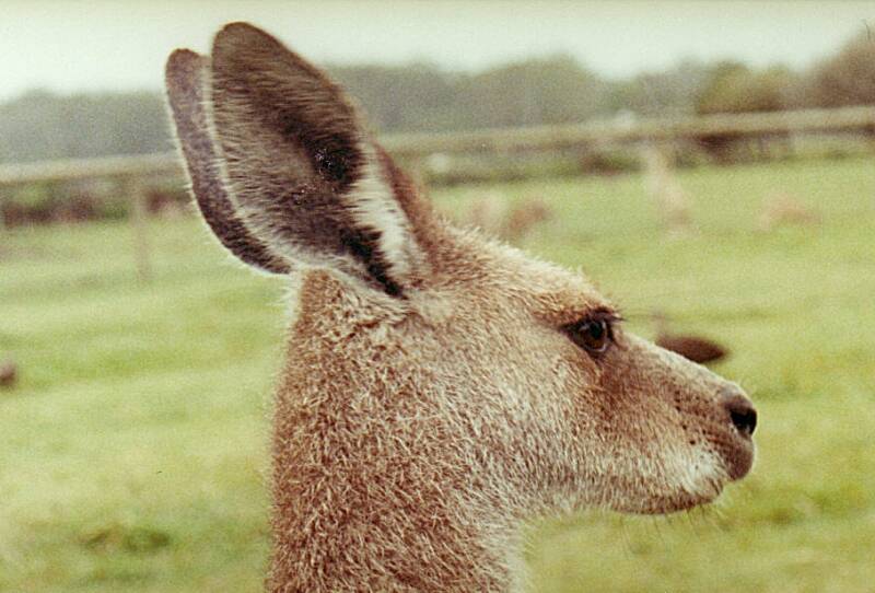 577newcastleoakvalefarmfaunaworld.jpg