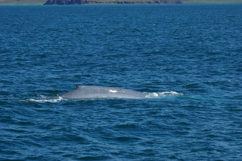 afbeelding476blauwevinvis-husavikwhalewatching.jpg