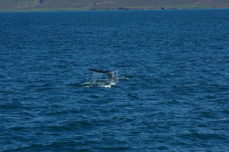 afbeelding481bultrug-husavikwhalewatching.jpg