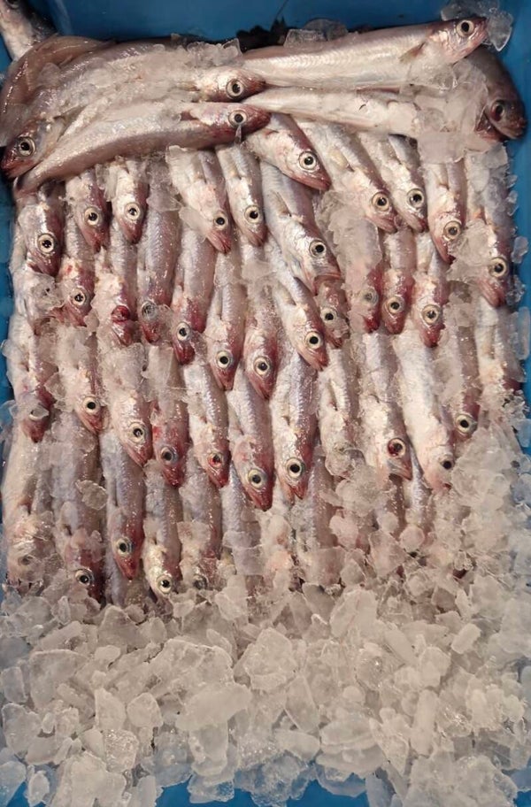 Capellán de santa pola