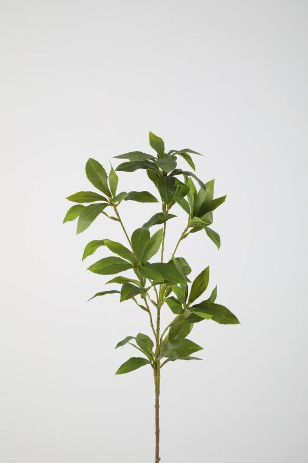 44 Japonica sten 60 cm
