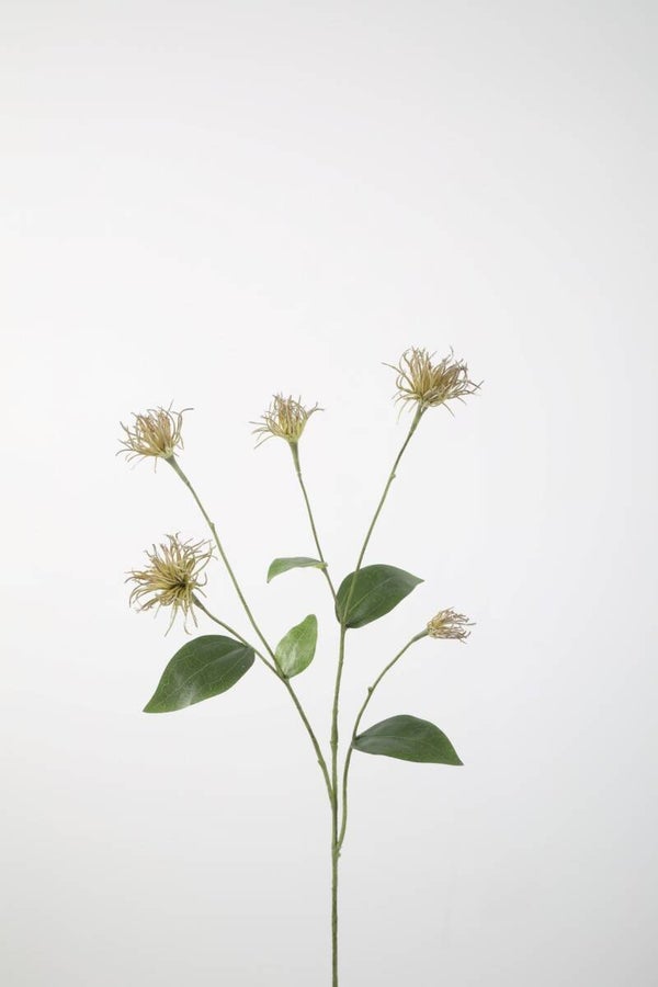 37 Clematis pods 74 cm