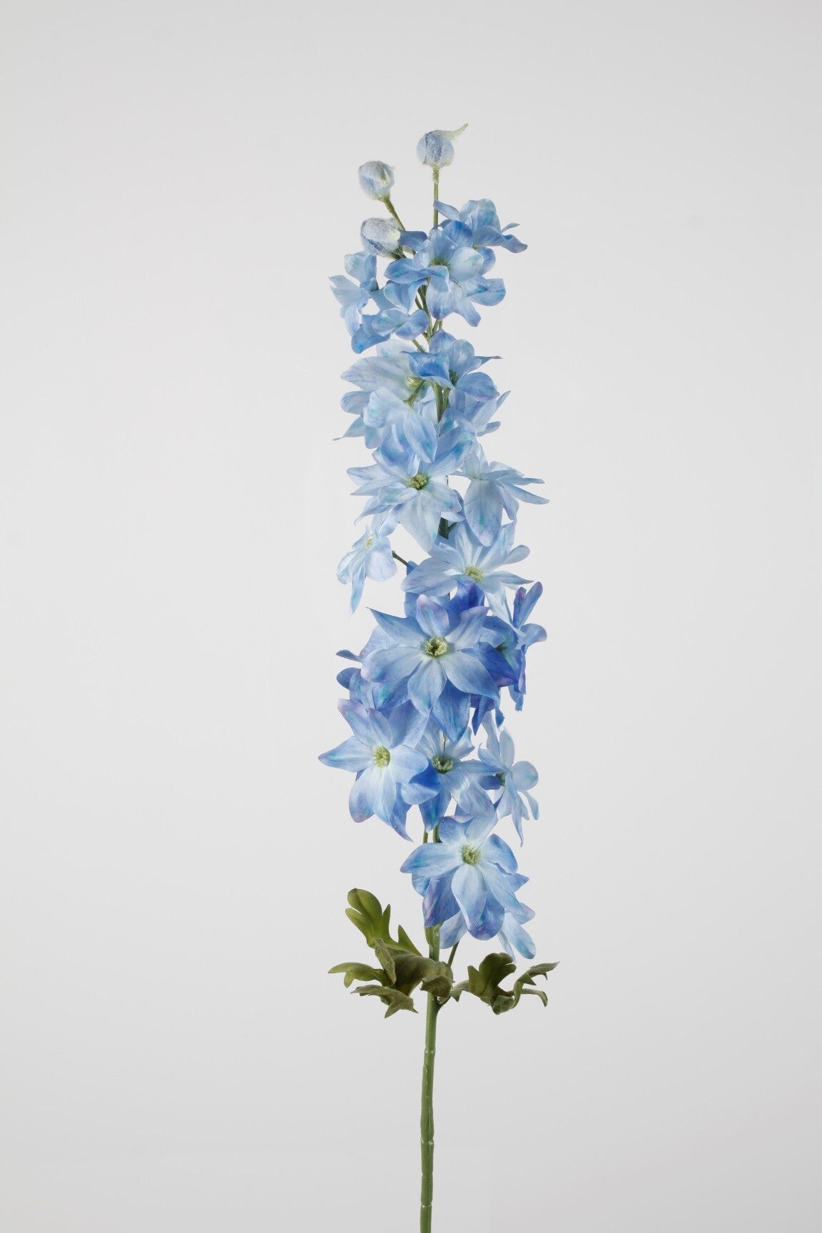 16 Delphinum sten 89 cm