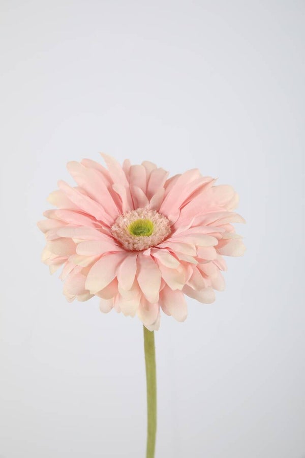 10 Gerbera daisy 53 cm