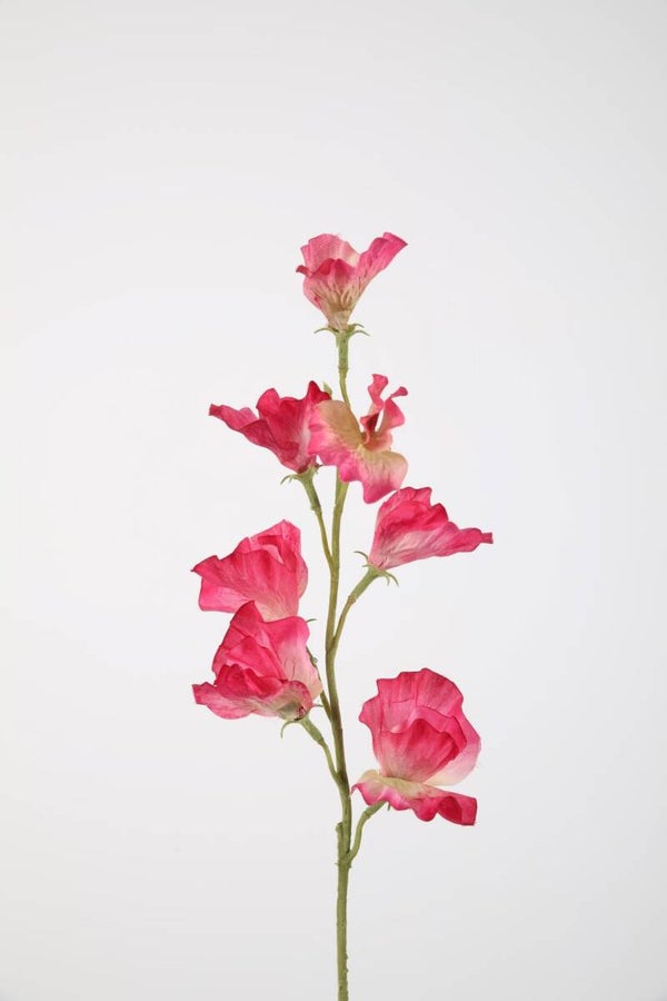 2 Sweet pea sten 71 cm