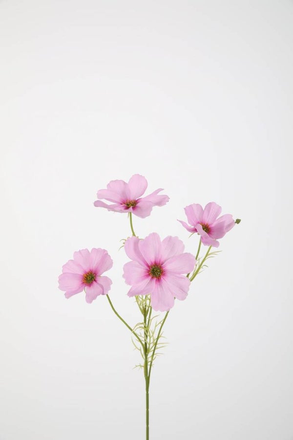 6 Cosmos spray 67 cm