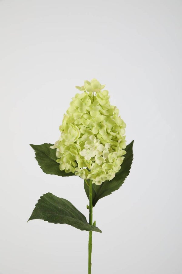 26 Hydrangea paniculata hortensia 71 cm