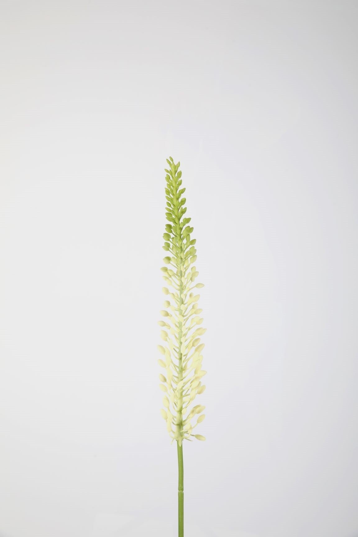 29 Eremurus sten 75 cm cream