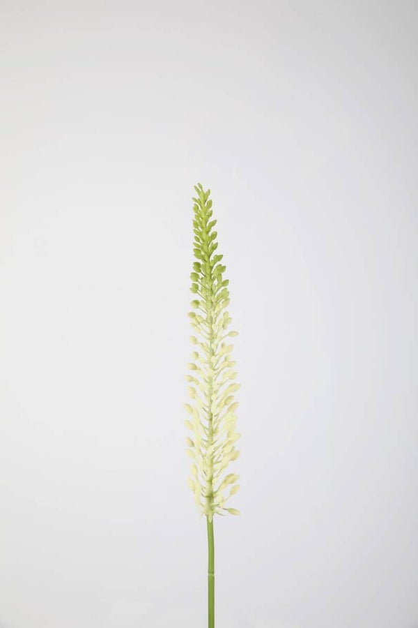 29 Eremurus sten 75 cm cream