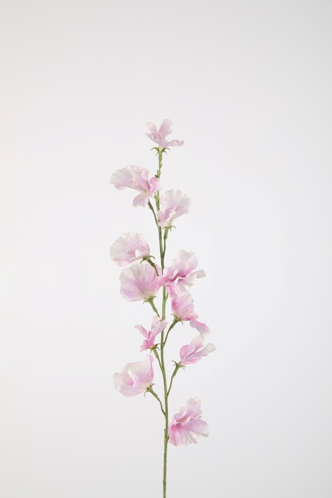 1 Sweet pea sten 71 cm