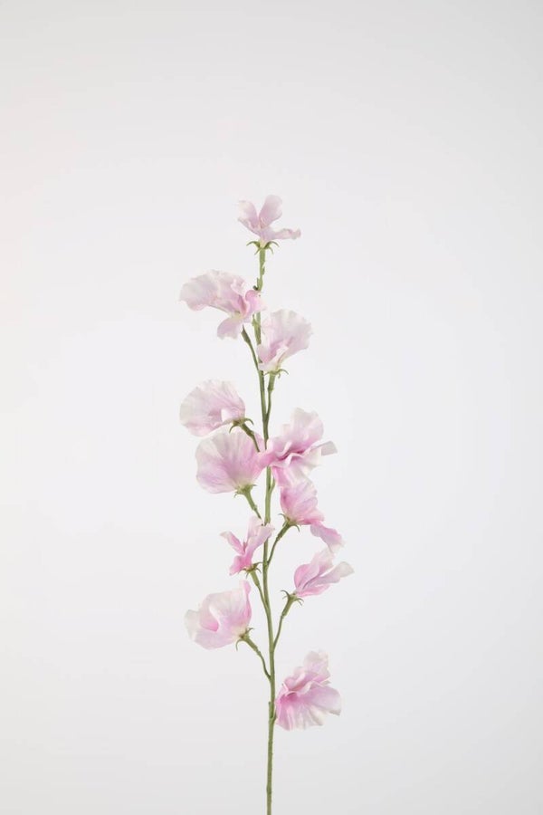 1 Sweet pea sten 71 cm