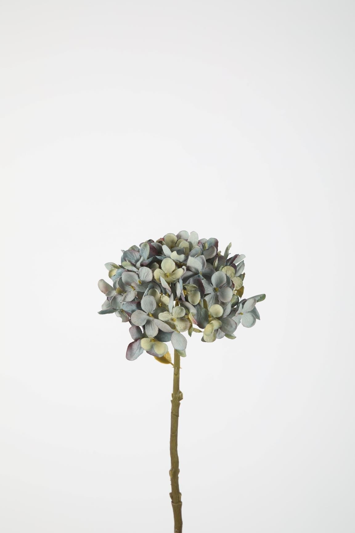 33 Single dry look Hydrengea hortensia blauw