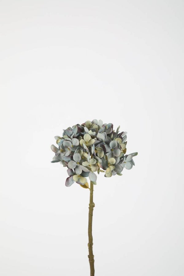 33 Single dry look Hydrengea hortensia blauw