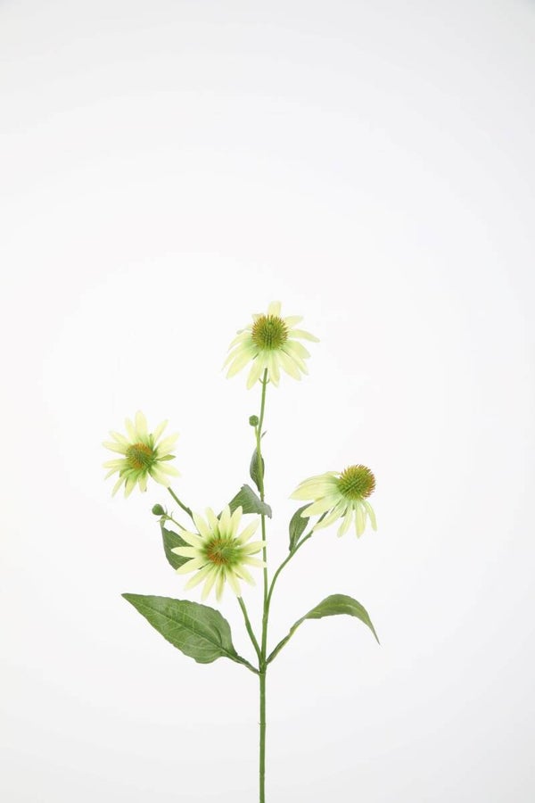 8 Echinacea spray 72 cm