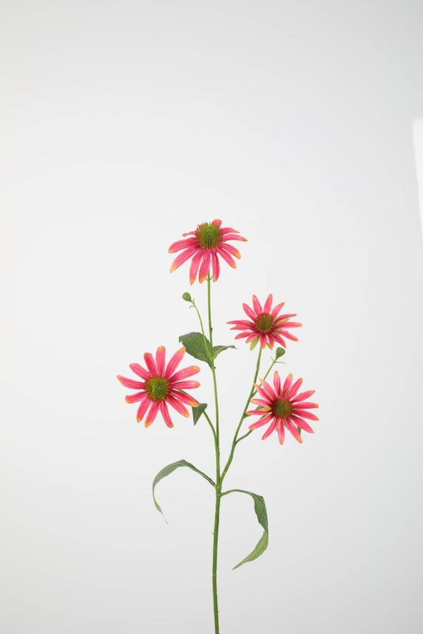 9 Echinacea spray 72 cm