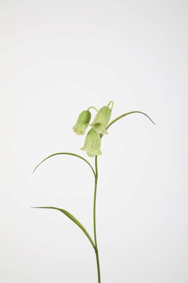 70 Fritillaria stem 56 cm
